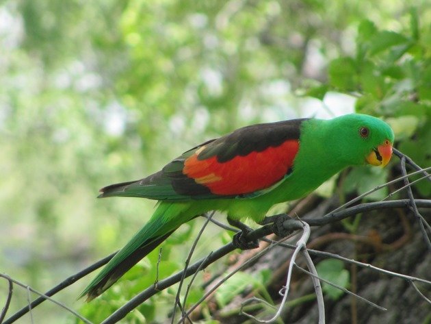 Red-winged Parrot (5)