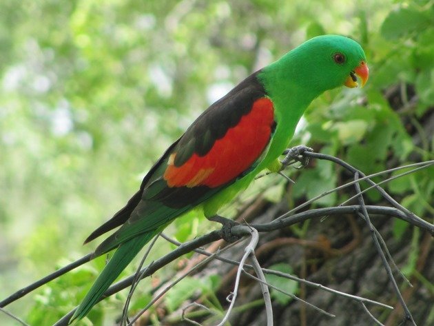 Red-winged Parrot (6)