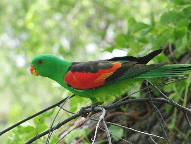 Red-winged Parrot (7)