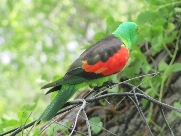 Red-winged Parrot (8)