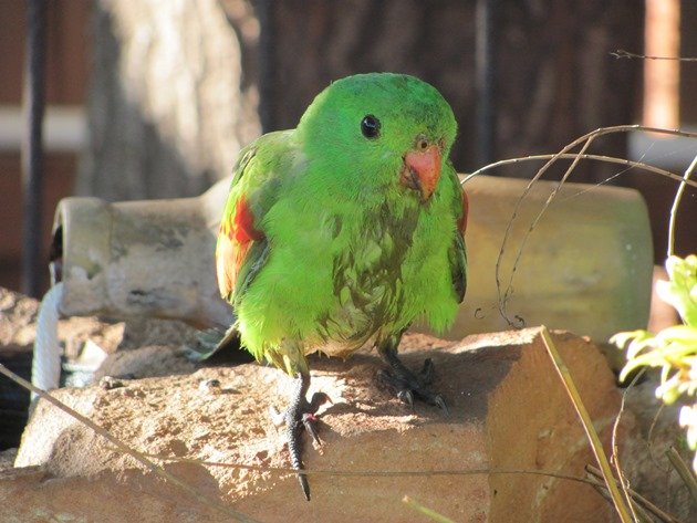 Red-winged Parrot (9)