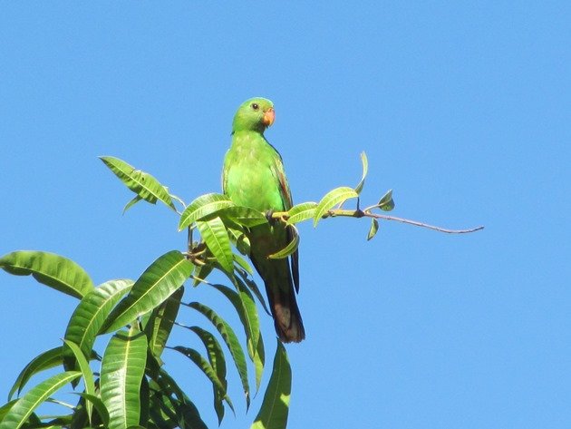 Red-winged Parrot