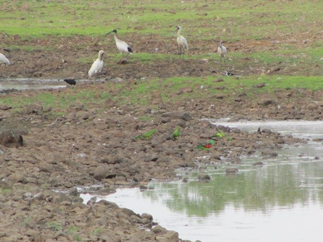 Red-winged parrots & Ibis & R Spoonbill