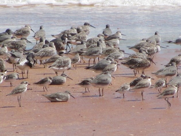 Reddell Beach shorebirds (10)