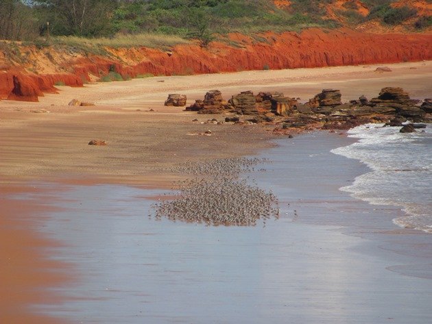 Reddell Beach shorebirds (11)