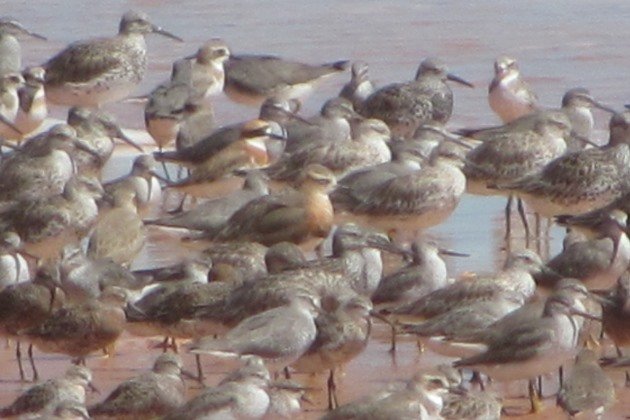 Reddell Beach shorebirds (12)