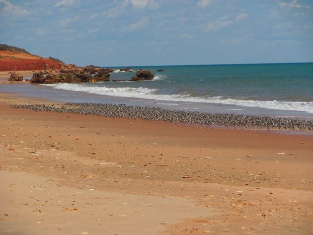 Reddell Beach shorebirds (3)