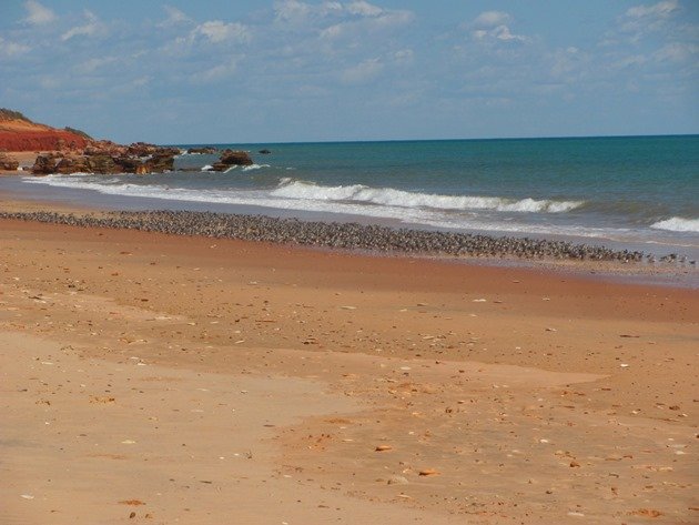 Reddell Beach shorebirds (4)