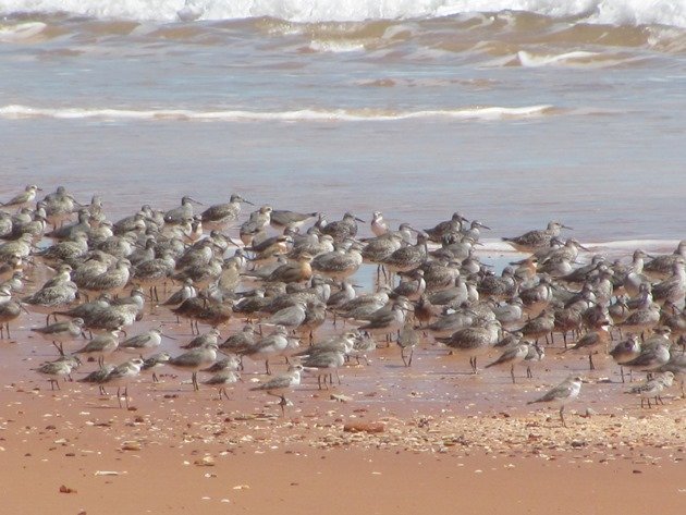 Reddell Beach shorebirds (5)