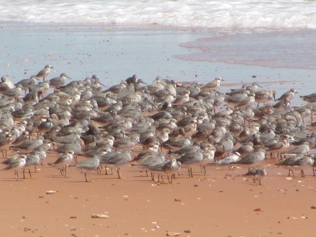 Reddell Beach shorebirds (6)