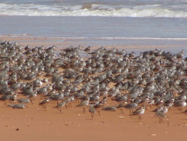 Reddell Beach shorebirds (7)