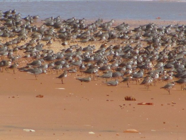 Reddell Beach shorebirds (8)