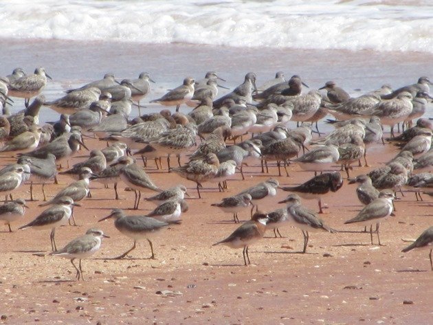 Reddell Beach shorebirds (9)
