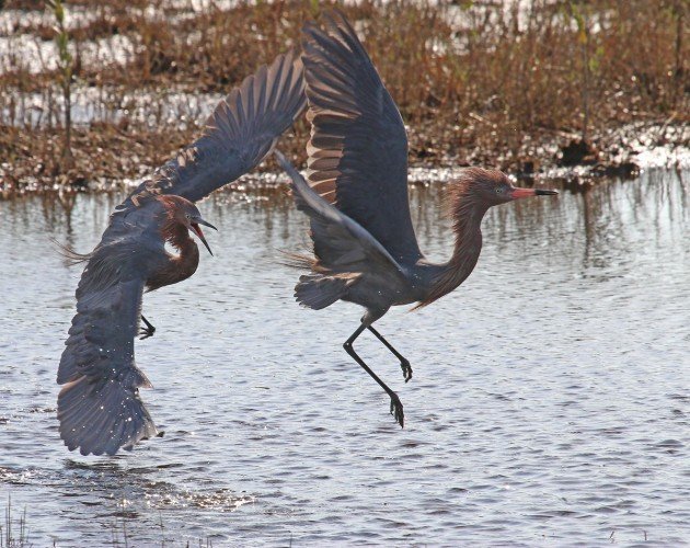 Reddish Egrets