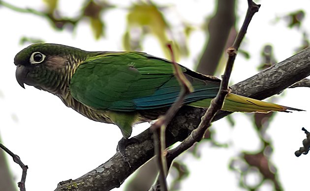 Reddish-bellied Parakeet