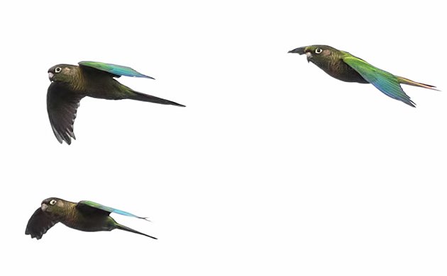 Reddish-bellied-Parakeet In Flight