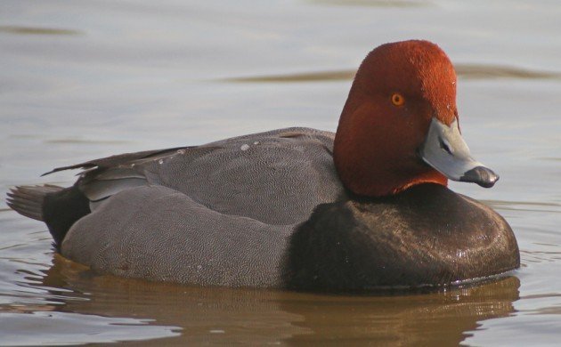 Redhead at Baisley Pond Park