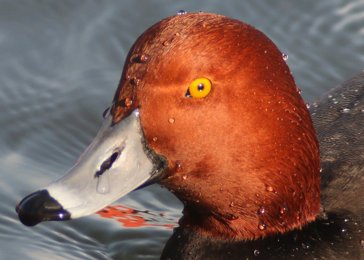 Ravishing Redheads At The Worlds Fair Marina 10000 Birds 7166