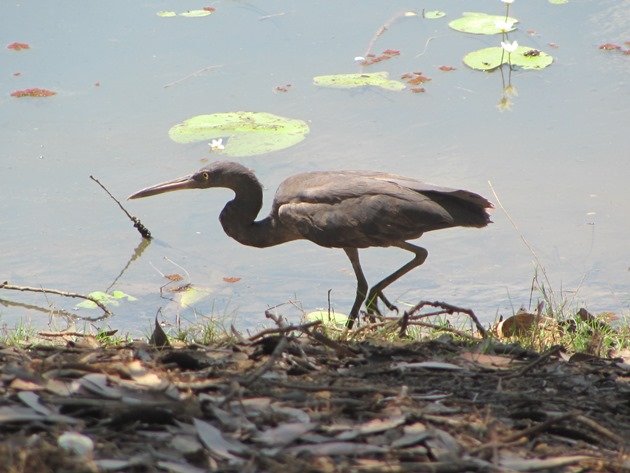 Reef Egret