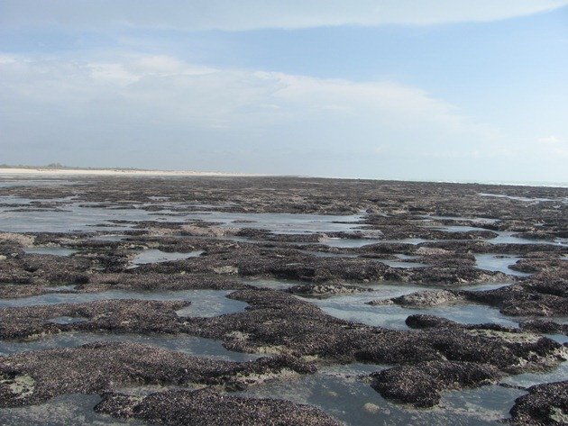 Reef at low tide