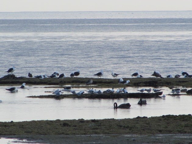 Ricketts Point birds at roost