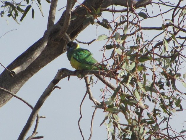 Ring-necked Parrot