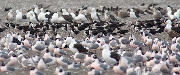 Rio-Maipo Birds