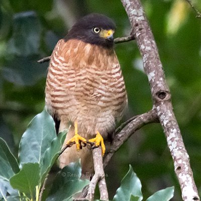 Roadside Hawk