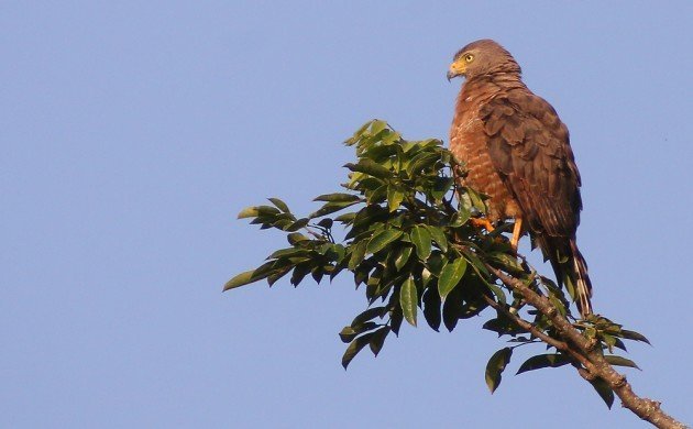 Roadside Hawk