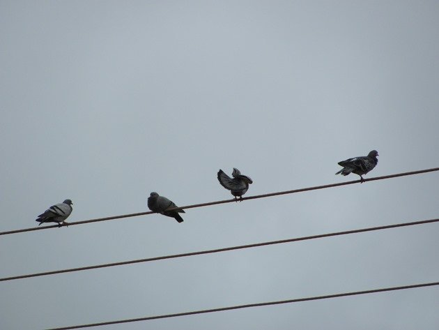 Rock Doves