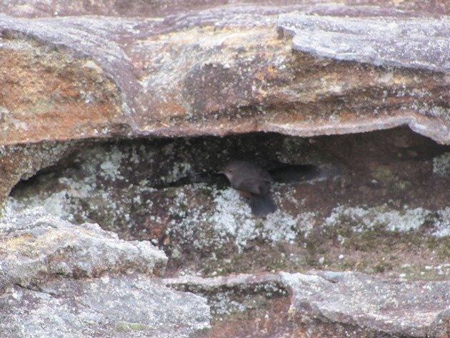 Rock Warbler (4)