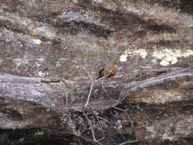 Rock Warbler (5)