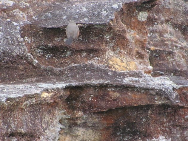 Rock Warbler (6)