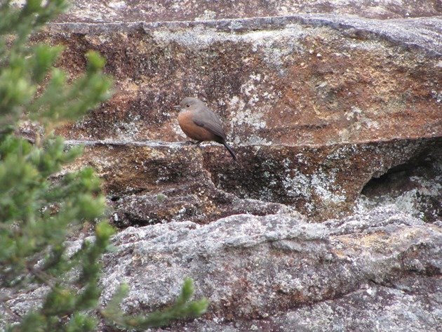 Rock Warbler (7)