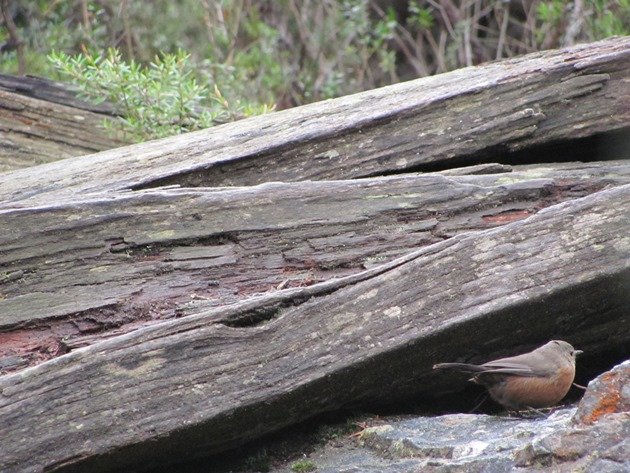 Rock Warbler