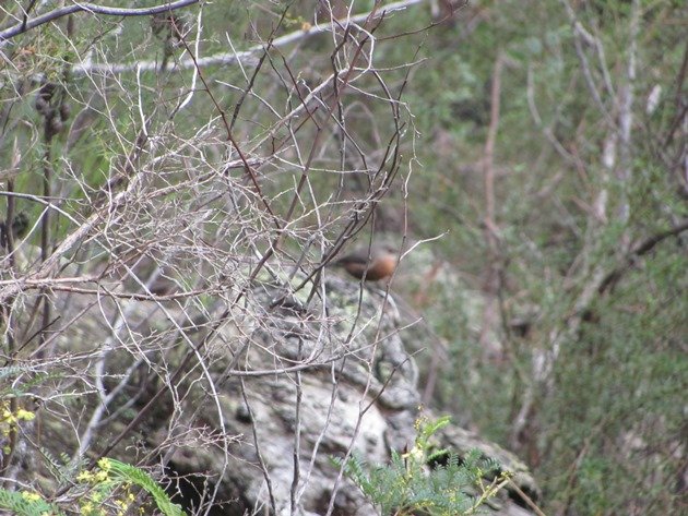 Rockwarbler