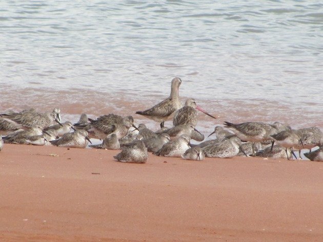 Roosting shorebirds (2)