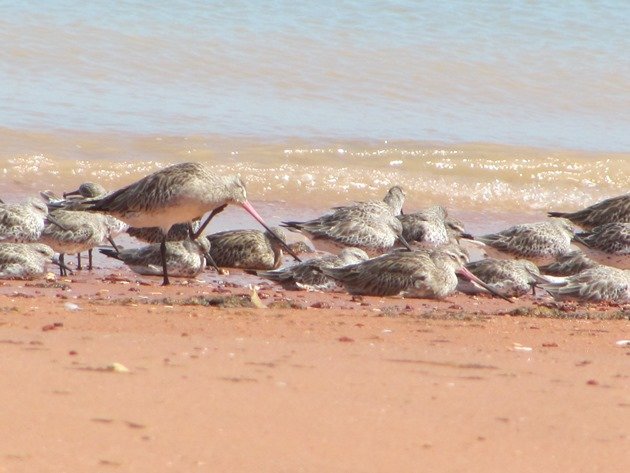 Roosting shorebirds (2)