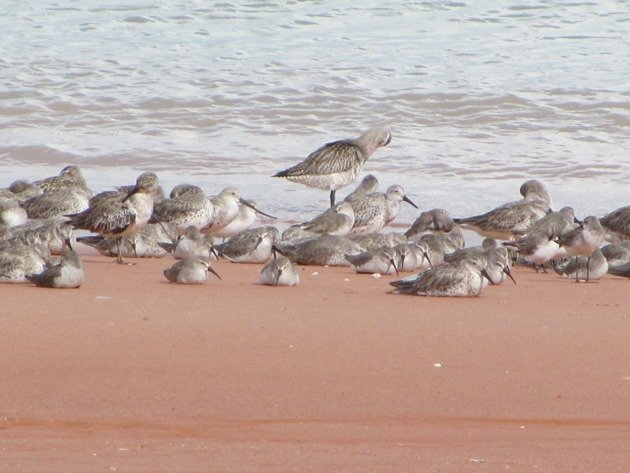 Roosting shorebirds (3)