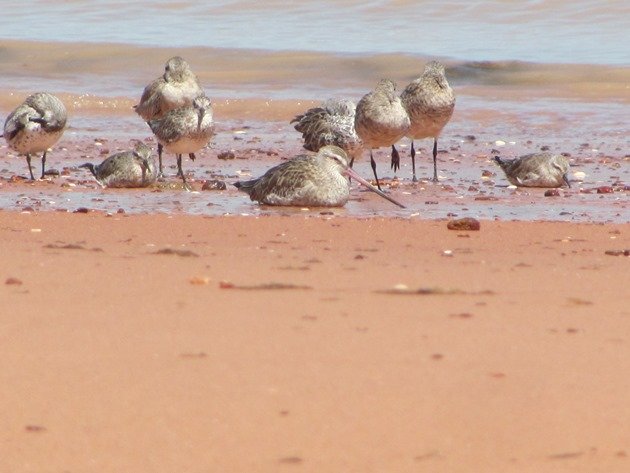 Roosting shorebirds (3)