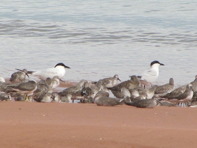Roosting shorebirds (4)