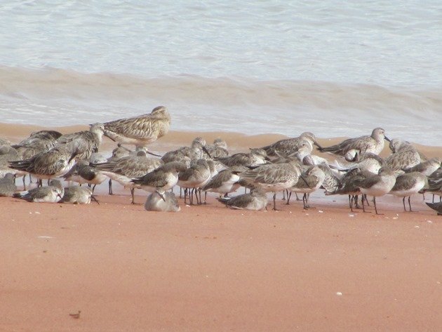 Roosting shorebirds (5)