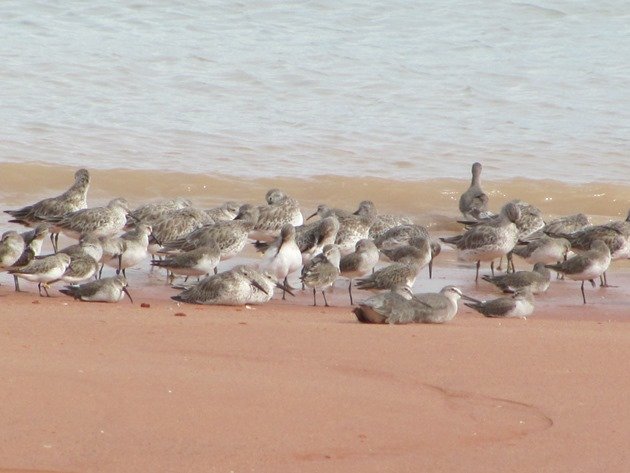 Roosting shorebirds (6)