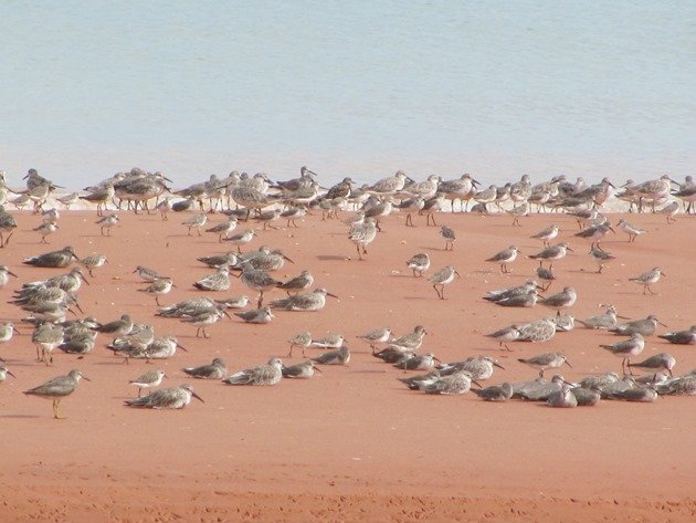 Roosting shorebirds