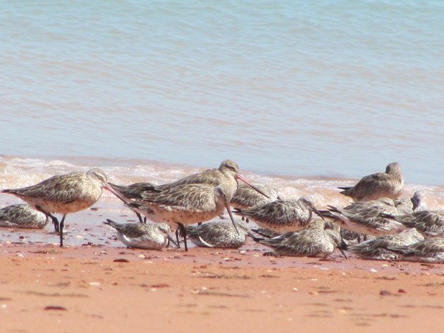 Roosting shorebirds