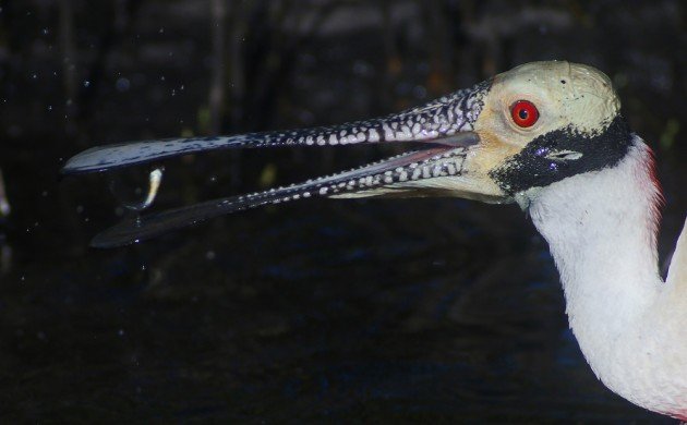 Roseate Spoonbill