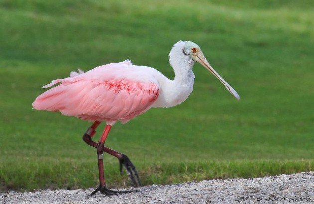 Roseate Spoonbill Julie Gidwitz