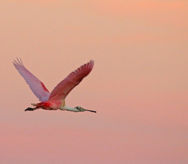 Roseate Spoonbill against a pink sky