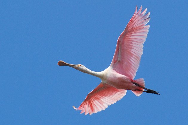 Roseate Spoonbill (Platalea ajaja) by David J. Ringer