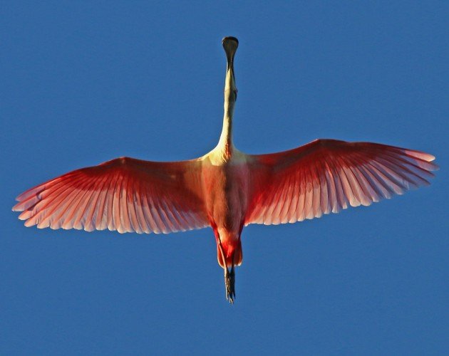 Roseate Spoonbill directly overhead